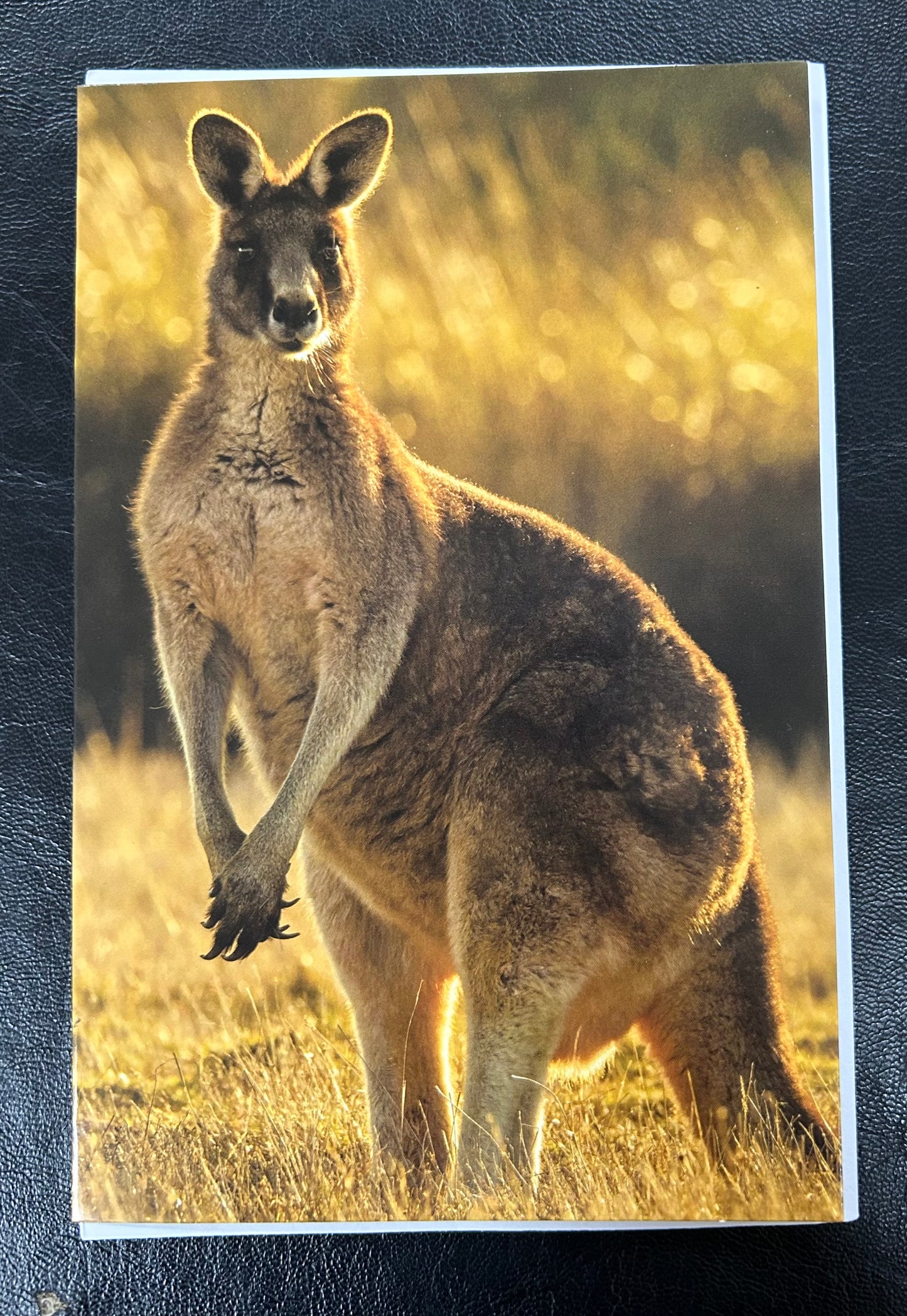 Card- Kangaroo